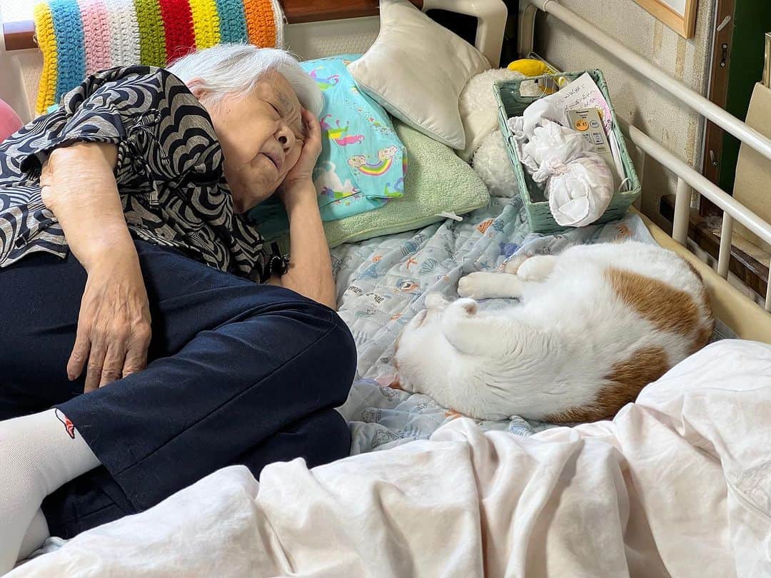 Kachimo Yoshimatsuのインスタグラム：「朝、バーバの所に行ったら、 一緒に寝てた。 見守り隊隊長は任務遂行中。 おりこうさん｡  #うちの猫ら #猫 #ねこ #ニャンスタグラム #oinari #バーバ #バーバと猫 #にゃんすたぐらむ #ねこのきもち #cat #ネコ #catstagram #ネコ部 http://kachimo.exblog.jp」