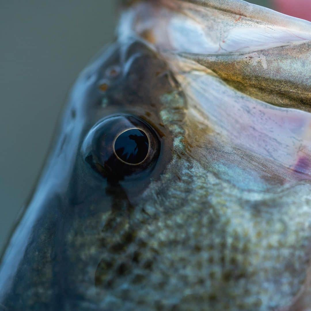 シマノ｜Fishingさんのインスタグラム写真 - (シマノ｜FishingInstagram)「An eye for detail and hope for the future.  #FishShimano #BassFishing #CatchAndRelease #LargemouthBass #Shimano #FishingReels」8月25日 11時55分 - fish_shimano_north_america