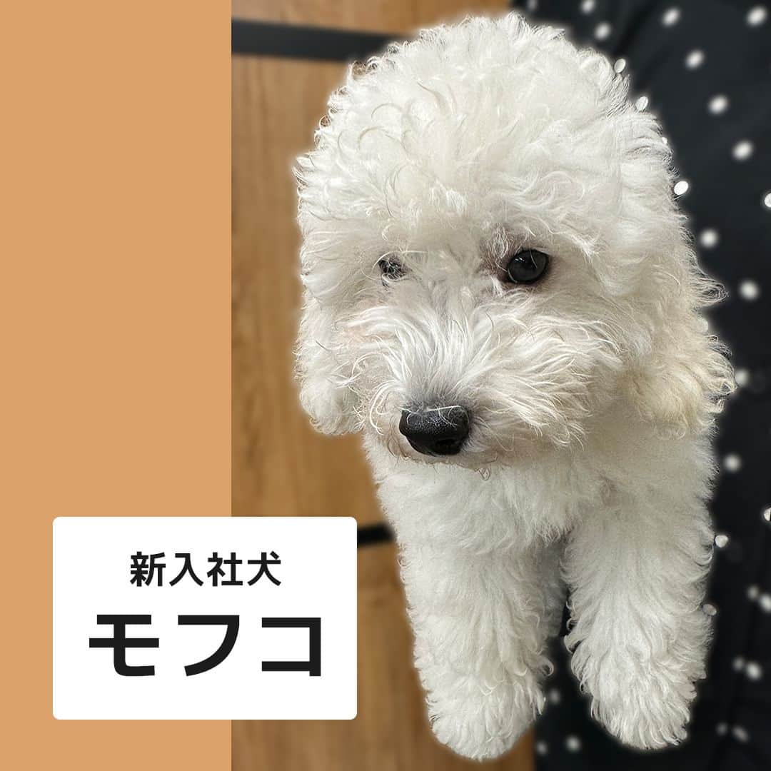 iDog&iCatのインスタグラム