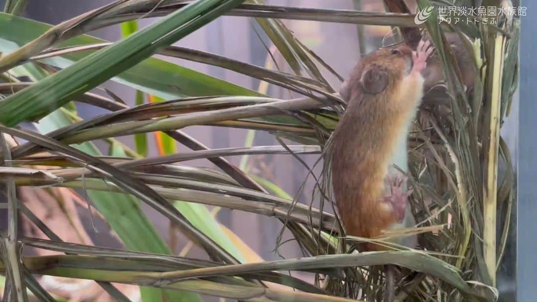 世界淡水魚園水族館 アクア・トト ぎふのインスタグラム：「カヤネズミの仔獣（赤ちゃん）が産まれました！  巣の中にいることが多いのですが、飼育スタッフが偶然撮影した動画では、母獣が仔獣を別の巣に移動させているところが見られました。  優しく見守ってあげてくださいね。  #アクアトト #水族館 #aquarium #カヤネズミ #ネズミ #赤ちゃん #オアシスパーク #河川環境楽園」