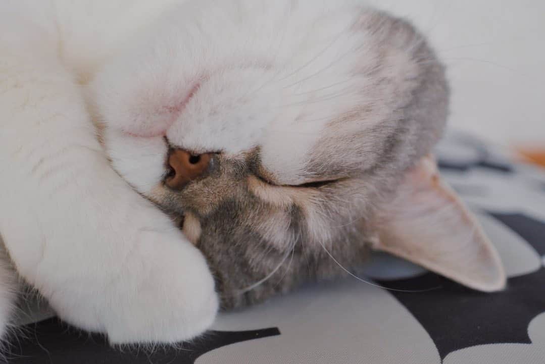sancheloveのインスタグラム：「タバ様が寝ているのはプリンター🖨️の上。もはや定位置です。なんでこんな硬いところで寝るのが好きなんだろう。このうえなく幸せそうな寝顔だし..😄 プリンターが毛だらけになっちゃうので、タバ様のためにカバーを付けました。  #kitty#catstagram#catstagram_japan#petstagram#picneko#instacat#meow#catoftheday#catofworld#ilovemycat#funnycat#猫#ねこ#にゃんこ#みんねこ#にゃんだふるらいふ#ふわもこ部#ねこまみれ#ねこ休み展#britishshorthair#scottishfold#ブリティシュショートヘア#ねこのいる暮らし Tabatha」