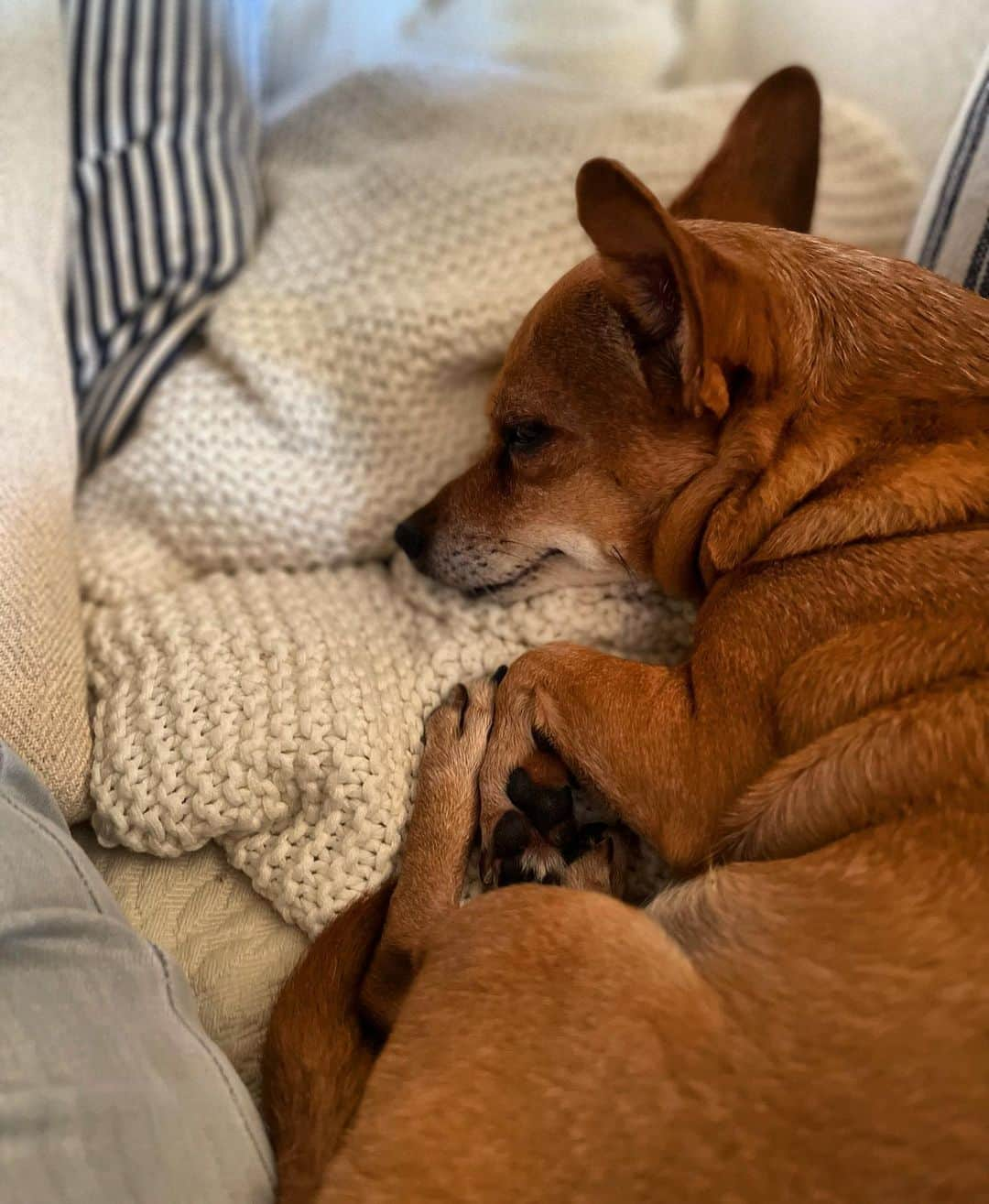 結城アンナのインスタグラム：「🐶Happy Dreams🐶💤  🕊️Peace & Kindness, may all your dreams come true🕊️  #iamozzy🐶 #bestwoof #adoptdontshop #元保護犬 #昼寝」