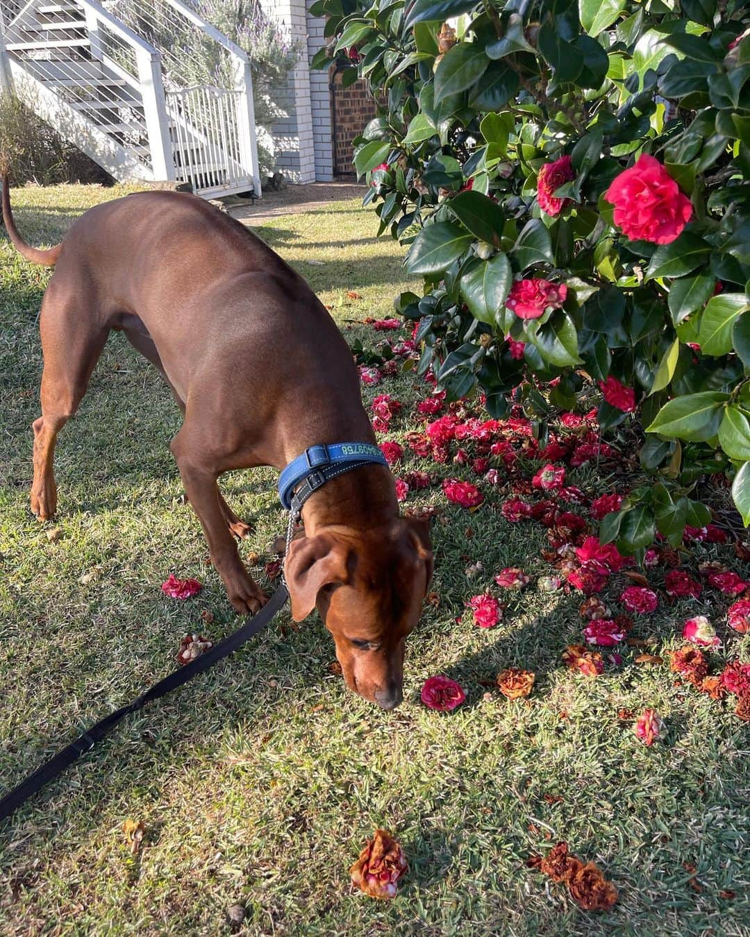 エマ・マッケオンさんのインスタグラム写真 - (エマ・マッケオンInstagram)「The happenings of late… dinners and picnics, landscaping, Matilda’s, family time and puppy time… a full heart 🫶🏽」8月25日 12時41分 - emmamckeon