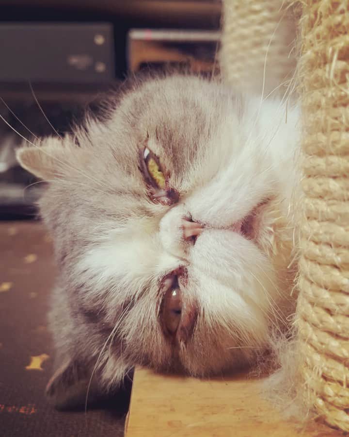 のインスタグラム：「結果発表：寝てた😪  #ムスカ #エキゾチックショートヘア #ねこすたぐらむ #ふわもこ部 #にゃんすたぐらむ #ねこ部 #にゃんこ #ねこのいる生活 #ねこのきもち #猫写真 #猫大好き #ペコねこ部 #ねこバカ #愛猫 #냥스타그램 #귀여워 #猫咪 #catstagram #kitty #petstagram #instacat #meow #catoftheday #ilovemycat #catstagram_japan #instagramcats #cutepets #Kedi #cat_of_Instagram #katter」