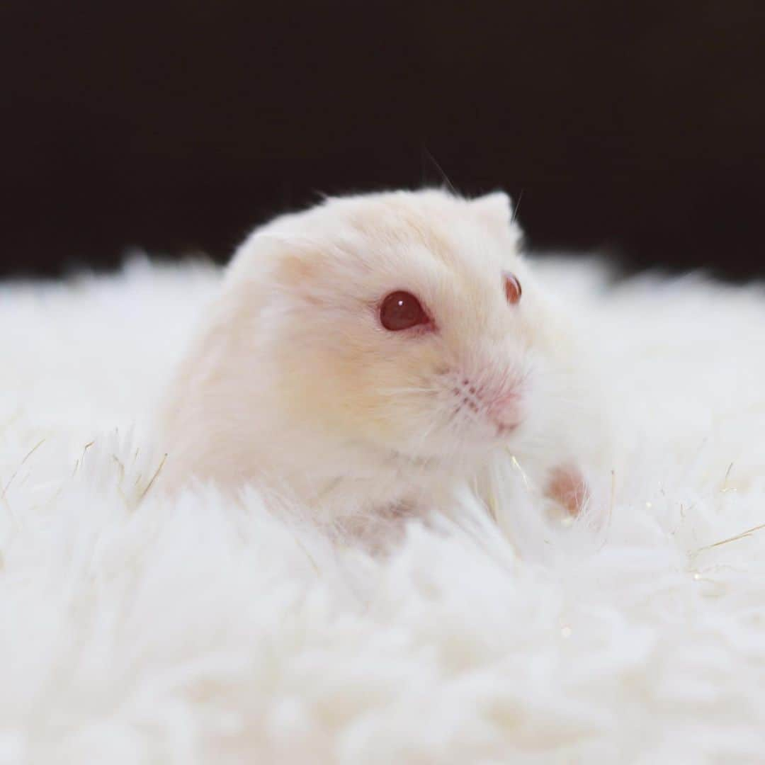 hamster_mocoのインスタグラム