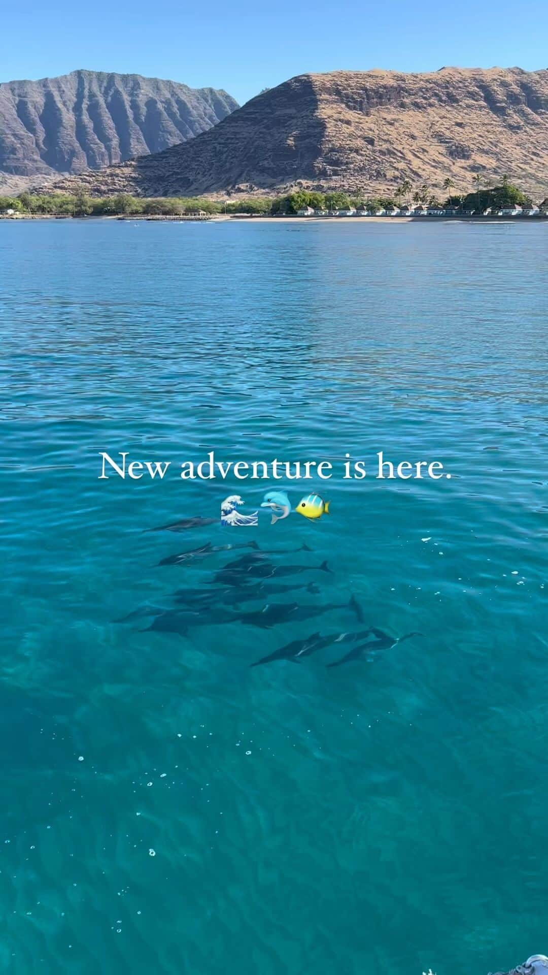 And Youのインスタグラム：「Explore the Wild Side of Oahu: Join Us for a Dolphin Watching Tour on the West Coast!  #hawaii #oahu #oahuhawaii #dolphin #dolphins #turtles #adventure」