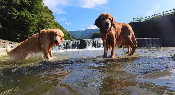 大村 奈央さんのインスタグラム写真 - (大村 奈央Instagram)「わたしたちの夏☀️川ver.  最後の写真みたくいつまでもヘンテコなサニー、6歳おめでと🥳💛 #ベルサニ   #goldenretriever #dogs #ゴールデンレトリバー #犬 #川遊び #川遊び犬 #riverdog」8月25日 13時49分 - naoomura