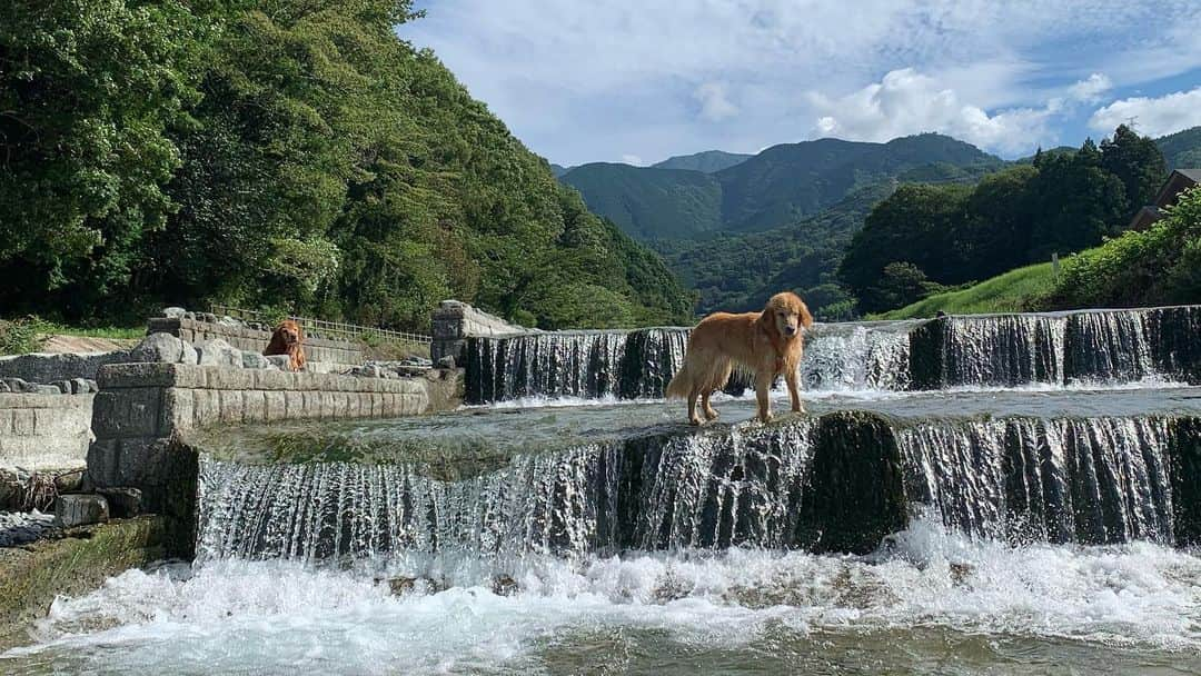 大村 奈央さんのインスタグラム写真 - (大村 奈央Instagram)「わたしたちの夏☀️川ver.  最後の写真みたくいつまでもヘンテコなサニー、6歳おめでと🥳💛 #ベルサニ   #goldenretriever #dogs #ゴールデンレトリバー #犬 #川遊び #川遊び犬 #riverdog」8月25日 13時49分 - naoomura