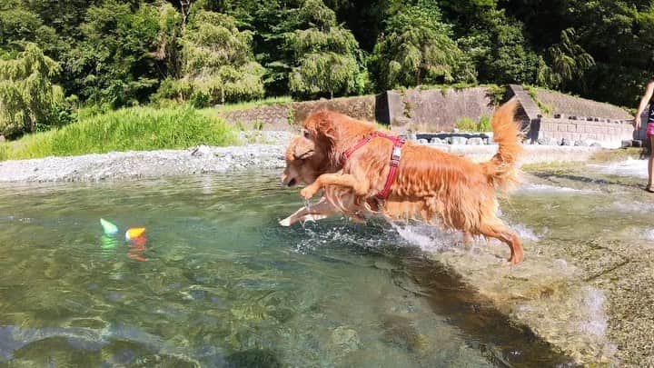 大村 奈央のインスタグラム：「わたしたちの夏☀️川ver.  最後の写真みたくいつまでもヘンテコなサニー、6歳おめでと🥳💛 #ベルサニ   #goldenretriever #dogs #ゴールデンレトリバー #犬 #川遊び #川遊び犬 #riverdog」