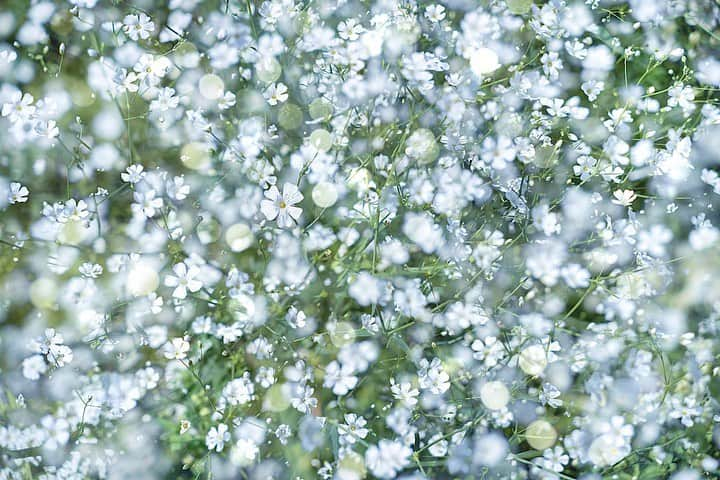 荒井沙織のインスタグラム：「. . 『 bouquet 』 . きっと 届きますように。 胸いっぱいの 想いをのせて。 . .　　　　 .　　　　　　　　　　　　　 2023年8月8日〜13日まで開催された、 初の個展となる詩写真展『 last note 』。 出展30作品を紹介しています＊ . 10/30 写真作品と詩を組み合わせたLyrical Photo、 今回は初めて詩を手書きにして添えています。 . . . ＊Online Shop＊ https://islandgallery.jp/e/products/detail/2084 (写真のみの額装仕上げは応相談でお受けいたします。詩は別添えとなります。 詳しくはIsland Galleryまでお問い合わせください。) . ＊Exhibition Catalogue＊ https://islandgallery.jp/e/products/detail/2105 . . . #荒井沙織 #LyricalPhoto  #saory #japan #art #creative  #artphotography #artphoto  #soloexhibition #exhibition  #maruman #cansoninfinity  #SIGMA #dp2Quattro #SIGMAfp」