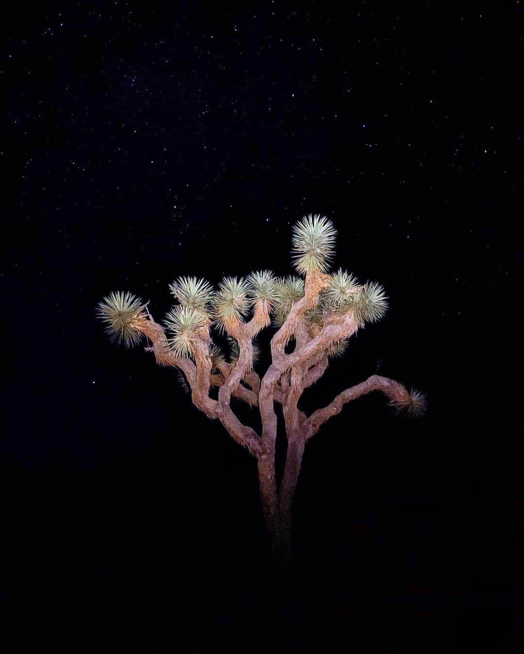 のインスタグラム：「“Point your camera in any direction and you’re bound to end up with something good.” -Delaney A.  Joshua Tree, Escalante National Monument, Grand Teton, Great Basin, and White Sand National Parks. Celebrating the 107th anniversary of the @nationalparkservice and @nationalparkfoundation.  #ShotoniPhone by Cody C. @codycobb, Anson F. @ansonfogel, and Delaney A. @delaney_allen」