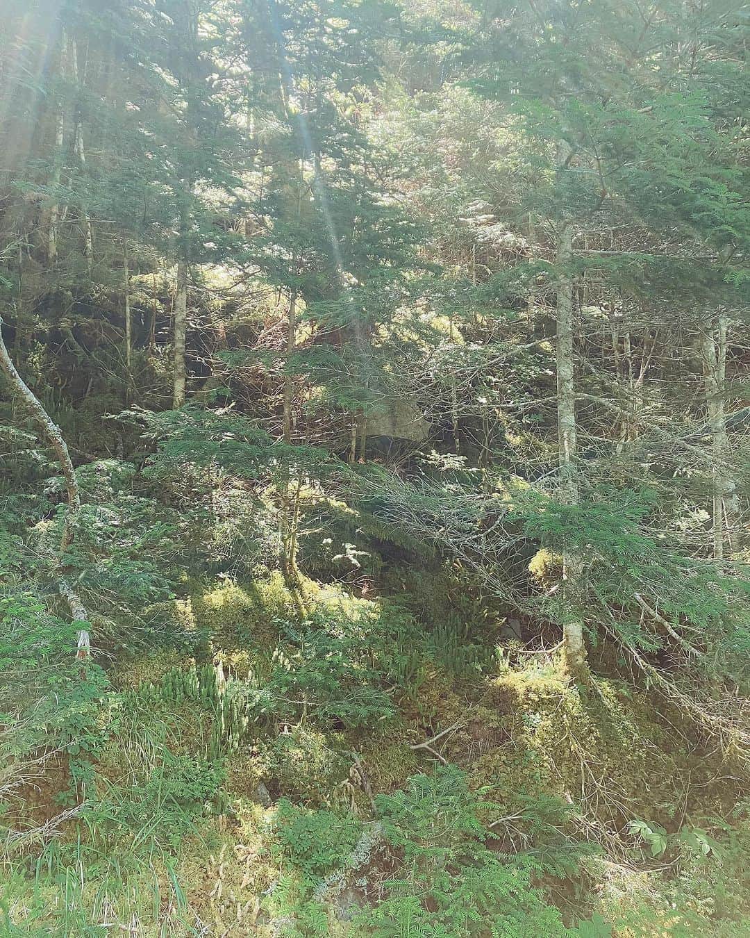 Montura-Japan searching a new wayさんのインスタグラム写真 - (Montura-Japan searching a new wayInstagram)「「万緑を求め」  MONTURA TEAMのフィールドテストを兼ねた夏旅は八ヶ岳。  山の草木や美しい苔から得られる力は偉大だと感じされられます。  また、山帰りには茅野駅徒歩0分に @groundup.montura がございます。MONTURA談議が楽しめるお店です。是非お立ち寄りください。  #モンチュラ #登山#山#トレッキング#クライミング#アウトドア #ラン#アウトドアウェア #キャンプ#montura#monturajapan #mountain #mountains #mountainlife #mountainlovers #trekking#climbing #outdoor#alpine#bouldering#trailrunning#fastpacking #travel #travelphotography #trip #nature #runnning#italy#fashion#fashionstyle」8月25日 17時11分 - monturajapan