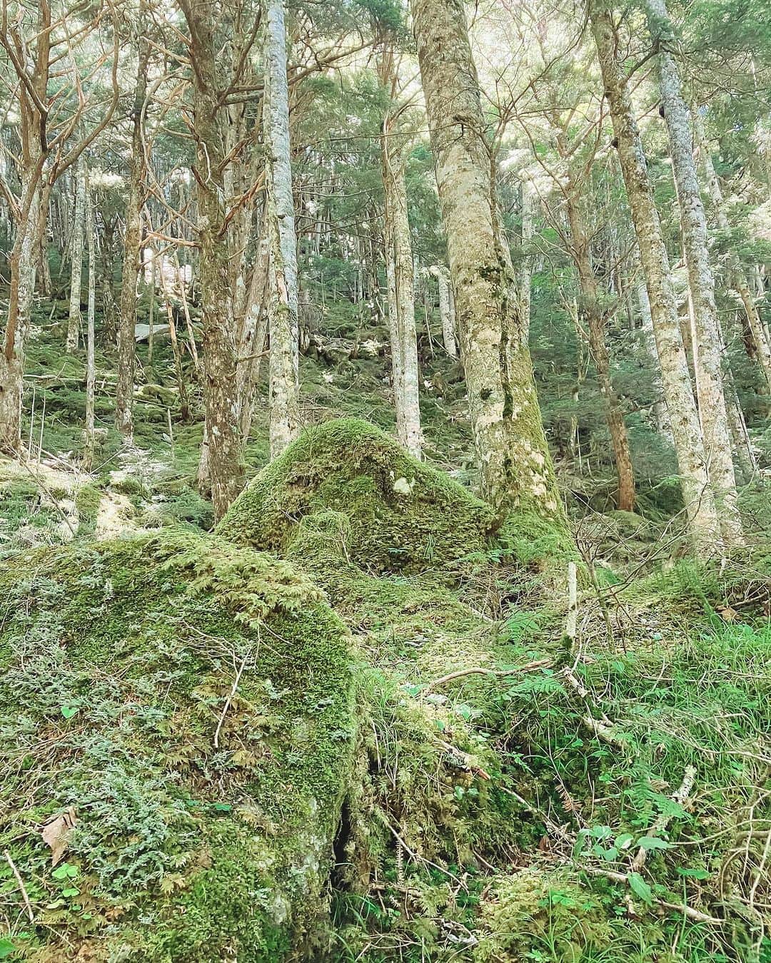 Montura-Japan searching a new wayさんのインスタグラム写真 - (Montura-Japan searching a new wayInstagram)「「万緑を求め」  MONTURA TEAMのフィールドテストを兼ねた夏旅は八ヶ岳。  山の草木や美しい苔から得られる力は偉大だと感じされられます。  また、山帰りには茅野駅徒歩0分に @groundup.montura がございます。MONTURA談議が楽しめるお店です。是非お立ち寄りください。  #モンチュラ #登山#山#トレッキング#クライミング#アウトドア #ラン#アウトドアウェア #キャンプ#montura#monturajapan #mountain #mountains #mountainlife #mountainlovers #trekking#climbing #outdoor#alpine#bouldering#trailrunning#fastpacking #travel #travelphotography #trip #nature #runnning#italy#fashion#fashionstyle」8月25日 17時11分 - monturajapan