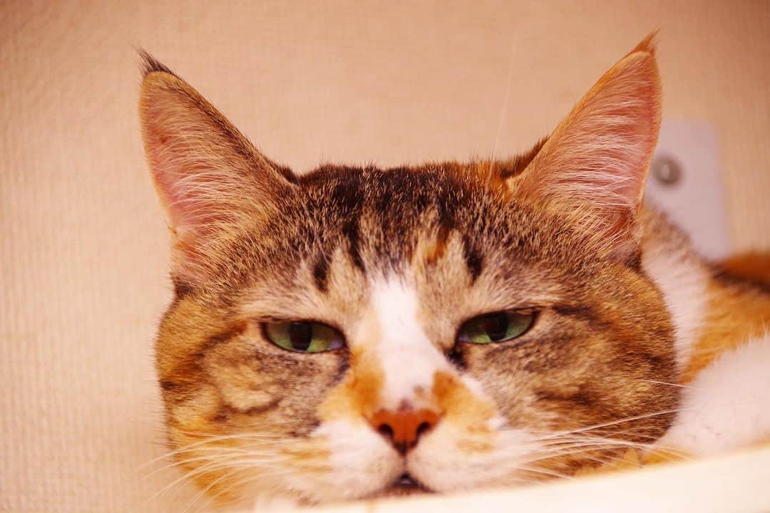 Kachimo Yoshimatsuのインスタグラム：「ずいぶん横長だね〜｡  #うちの猫ら #猫 #castella #ねこ #ニャンスタグラム #にゃんすたぐらむ #ねこのきもち #cat #ネコ #catstagram #ネコ部 http://kachimo.exblog.jp」