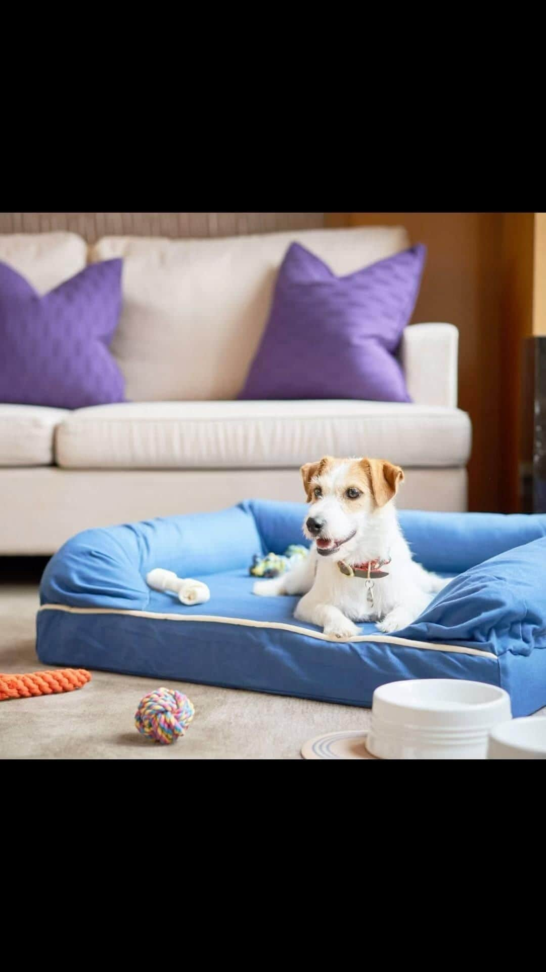 Mandarin Oriental, Tokyoのインスタグラム：「Don't leave your best friend behind.   Our 'Dog Stay' Programme provides amenities for your four-pawed best friend such as bed, toys and toiletries. So, you may enjoy your stay and have a restful vacation with your best friend. Book via Plan Ahead or Short & Suite package, inclusive of benefits.   Explore the Nihonbashi locality and enjoy magnificent panoramic views of Tokyo with your beloved one.   For enquiries and reservations, please call Room Reservations at 03-3270-8950 (9 a.m. to 6 p.m.) or contact us via email: motyo-reservations@mohg.com   大切な家族とはいつも一緒に居たいものですね。   ドッグステイプログラムでは、快適にご滞在を楽しんでいただけますよう、ベッドやおもちゃ、トイレタリーなどのワンちゃん用のアメニティをご用意しております。さまざまな特典がついた早期ご予約プランやショート＆スイートプランなどでご予約いただき、日本橋の街を散策したり、東京のどこまでも続くパノラマビューを大切な家族とお楽しみください。   ご予約お問合せは宿泊予約課までお問合せください。03-3270-8950(9:00～18：00) またはEメール motyo-reservations@mohg.com … Mandarin Oriental, Tokyo @mo_tokyo #MandarinOrientalTokyo #MOtokyo #ImAFan #MandarinOriental #Nihonbashi #Dogplan #マンダリンオリエンタル #マンダリンオリエンタル東京 #東京ホテル #日本橋 #日本橋ホテル #ドッグプログラム」