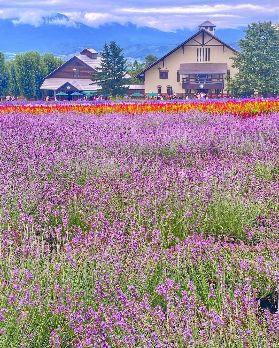 hama_aki_pppのインスタグラム：「北海道中富良野町#ファーム富田 (スライドして下さい) Location Hokkaido Japan (Swipe)   2023.07.31  ためてても仕方ないもんね💐💐3枚目動画入れました  #神社仏閣  #日本の絶景  #北海道旅行  #富良野  #北海道観光  #こころから  #富良野観光  #flyjal  #おとな旅プレミアム  #タビジェニ　 #zkg10 #絶景スポット  #富良野ラベンダー  #otonatabi_japan  #sorakataphoto  #jalan_travel  #japantravelphoto  #recotrip  #ig_japan_  #histrip_japan  #visitjapanjp  #top_favorite_shots  #allthingsofbeauty_  #inspring_shot  #angelsandflowers_  #loves_united_flora  #iphonephotography #iphonephotographer  #iphoneonly」