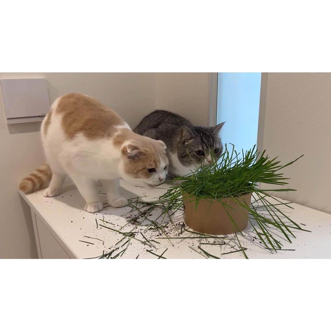 もちまるさんのインスタグラム写真 - (もちまるInstagram)「収穫前の猫草を盗み食いする猫たち」8月25日 18時03分 - catmotimaru