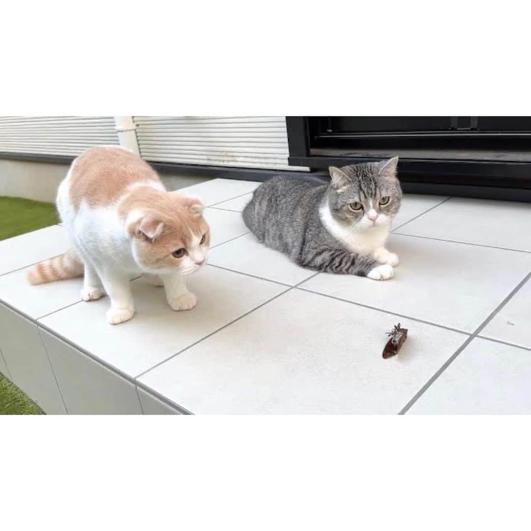 もちまるさんのインスタグラム写真 - (もちまるInstagram)「庭でセミを見つけた猫たち」8月25日 18時03分 - catmotimaru