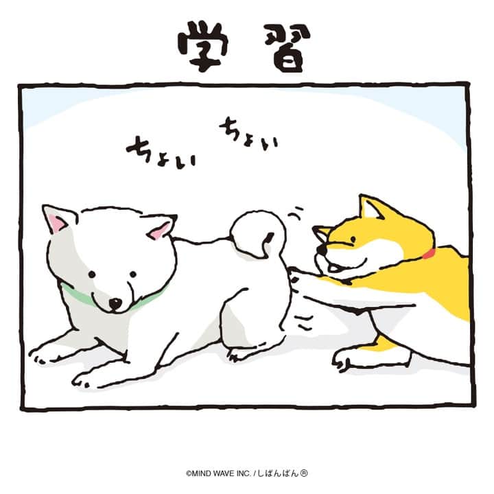 オオゴシヤステルのインスタグラム：「#しばんばんまんが 🟠第215話🟠  学習  #今日のしばんばん #しばんばん #shibanban #むちころばんばん #muchicorobanban #微笑柴犬 #マインドウェイブ #mindwave #オオゴシヤステル #柴犬 #しばいぬ #shibainu #ちょっかい」