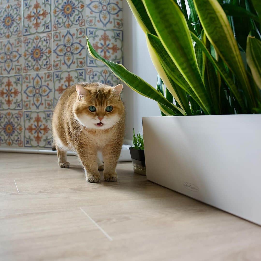 Hosicoのインスタグラム：「Happy Friday! 🌴🌳🌵」