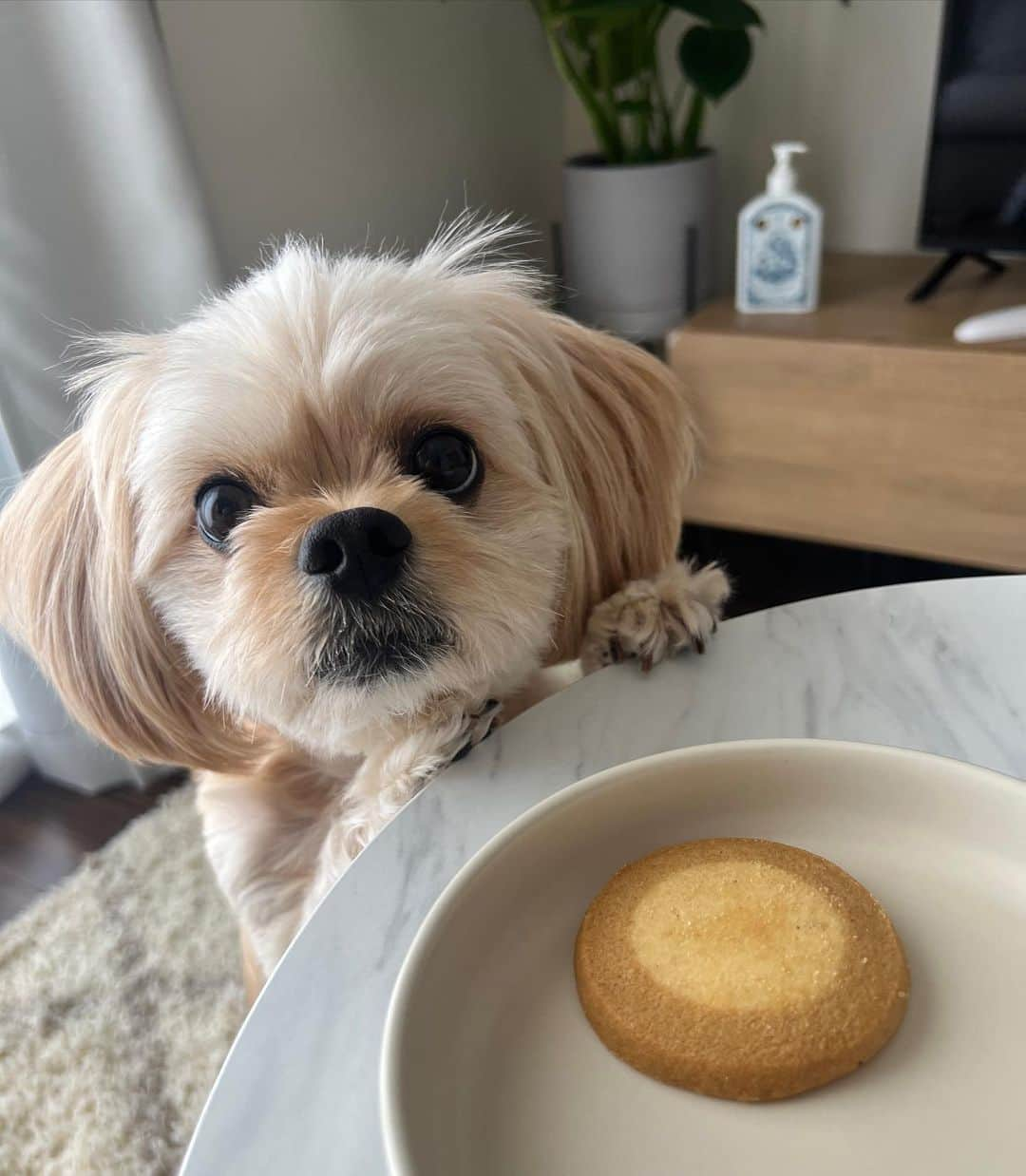 Nanamiのインスタグラム：「. 何食べてるの？ って覗きにくるの可愛すぎる。  かわいーーー😭♡って アネラに向かって言いすぎて 可愛いが名前やと思ってるこの子🤦🏻‍♀️  #ペキプー#いぬすたぐらむ#いぬのきもち#いぬのいる暮らし」