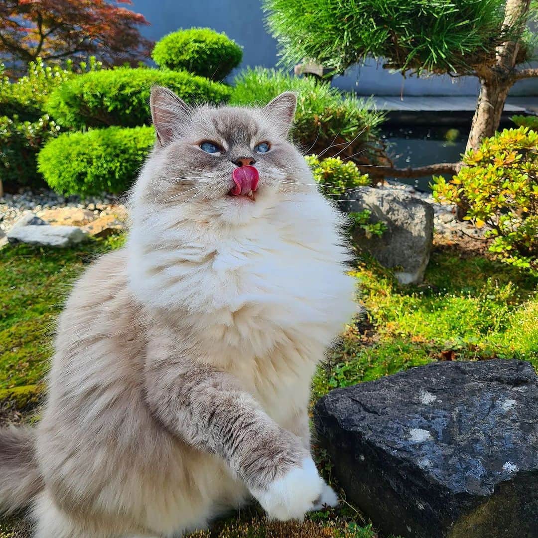 Aww Clubさんのインスタグラム写真 - (Aww ClubInstagram)「Studies have found that owning a cat can lower your stress and improve your mood 🥰  @timo_the_ragdoll_cat  @liam_the_everyday_cat  @billyfoxcat  @luffy.laufyfamily  @panolechat  @teddythefold  @ariabengal  @shubingcat  @brownsugar_ddang  @leroy.dacat   Hashtag #BarkedMeowedSummer on your best summer moments with your furry friends and we will feature our favorites on @Barked and @Meowed !」8月25日 19時00分 - meowed