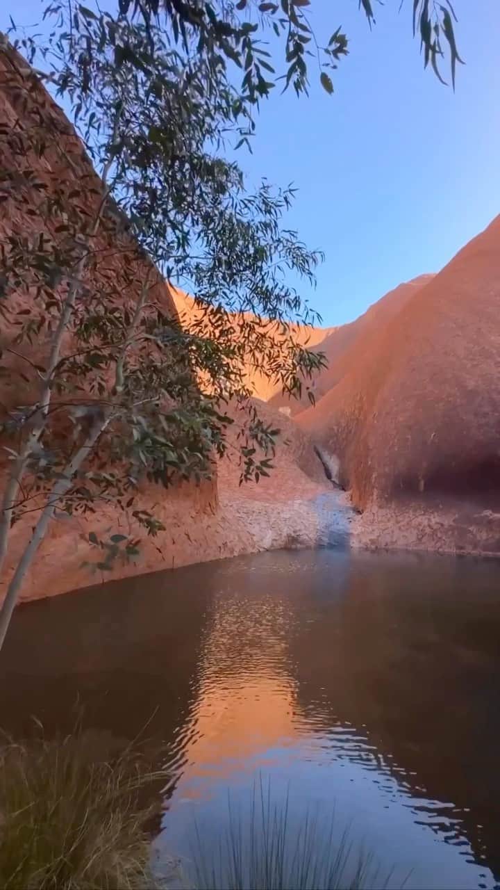 Australiaのインスタグラム：「Did you know you can find a waterhole at the base of @seeuluru? 💦 Captured here beautifully by @_liveforadventure_, Muṯitjulu Waterhole is one of the few permanent water sources around #Uluṟu. Contrasting with the surrounding @visitcentralaus desert landscape, you can reach this sacred oasis on the 1-kilometer Kuniya walk. Tip: Visit when it rains to experience the magical waterfalls - a once-in-a-lifetime experience 🧡.    🎥: @_liveforadventure_    📍: @seeuluru, UluṟuKataTjuṯaNationalPark, @ntaustralia - home to the Aṉangu peoples.    #SeeAustralia #ComeAndSayGday #NTAustralia #VisitCentralAustralia #RedCentreNT」