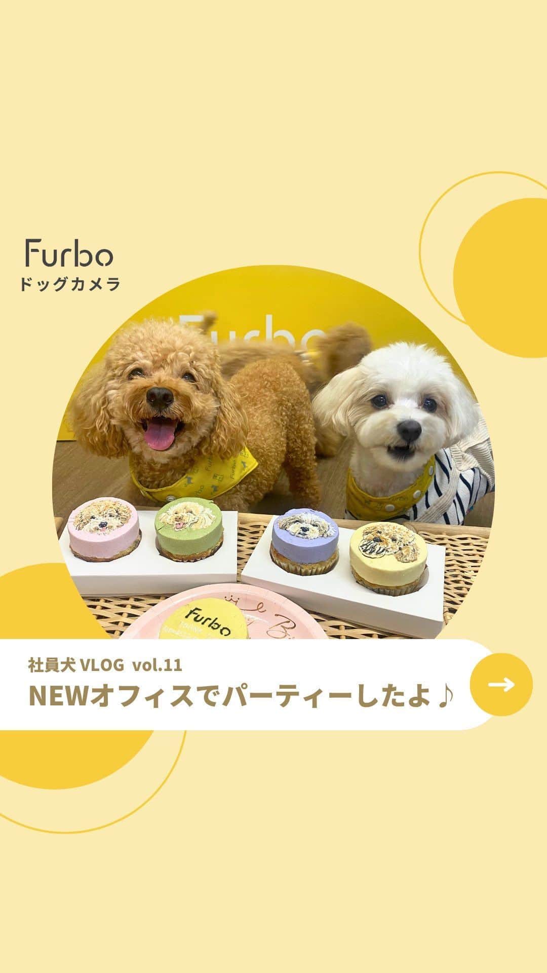 Furbo ドッグカメラのインスタグラム：「@furbo_japan  オフィスの引っ越しに伴って、Furbo社員犬感謝パーティーを開きました🎉  👇似顔絵ケーキはこちらのショップに ご用意いただきました♪✨  わんこのケーキ屋さん🐶🎂🤍 𝐃𝐨𝐠 𝐄𝐚𝐭 @etown_dogeat   ぷぷ、エバー、ロイ、チュウィ、 それぞれのかわいいお顔がついたケーキに Furboチームメンバーも感動しました💓   ⋯    Furboドッグカメラ360°ビューを販売する ペットフレンドリー企業のTomofun株式会社は、  社員犬たち🐶がより広々と快適に過ごせるよう、 ペットスペース完備の素敵なシェアオフィスに 引っ越しました！☺️✨  日本の愛犬家のみなさまに より良いサービスがお届けできるよう 一層の努力を重ねていきます💪🔥  今後ともどうぞよろしくお願いします🐕💛✨     ⋯     Furboはペット特化型の見守りカメラ✨  詳しくはプロフィールリンク🔗の ˗ˏˋ 愛犬専用の設計 ˎˊ˗ へ！🐕  ⇨ @furbo_japan      ⋯     #Furbo #ファーボ #犬すたぐらむ #わんすたぐらむ #犬好きさんと繋がりたい #わんこのいる生活 #かわいい犬 #わんこ部 #オフィス犬 #社員犬 #看板犬 #ふわもこ部 #ふわもこ部ワンコ #ふわふわ犬 #もふもふ犬」