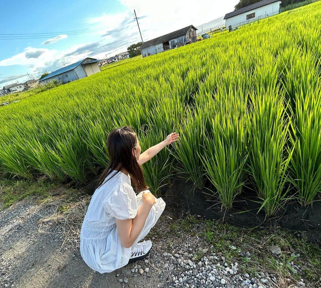 小西真奈美さんのインスタグラム写真 - (小西真奈美Instagram)「稲作の勉強をさせていただきに奈良県へ。 宮司さんにご案内いただいて、 神社に携わる皆さんで作っていらっしゃる、今はもうほとんど数がない貴重な種類の古代米を、しかも全て手で田植えされた田んぼへ。  昔は神社が田んぼを作ることは一般的なことだったらしく、お田植え祭などの祭事をして、その収穫物を神様にお供物として捧げることが行われていたそうです。  特殊な円を描いて植えられた田んぼ。 そして、手で田植えしたとは思えないくらいに綺麗にびっしりと稲が成長した田んぼ。  子供の頃は祖父母の田畑へ、よく手伝いに行っていましたが、大人になってちゃんと成長を見たり、改良されていないお米の貴重さなどを教えていただく機会は初めてでした。  普段から口にしているお米。 こうして目の当たりにして色々お話を聞かせていただくと、ありがたみがとんでもなく倍増します。  どうか雨風に負けずにすくすくと成長しますように🙏✨ と、祈りを込めてきました。  秋には稲刈りと天日干しにも参加する予定です😊  #奈良 #田んぼ #神社 #稲作 #学び #晴天 #感謝」8月25日 19時13分 - manami.official