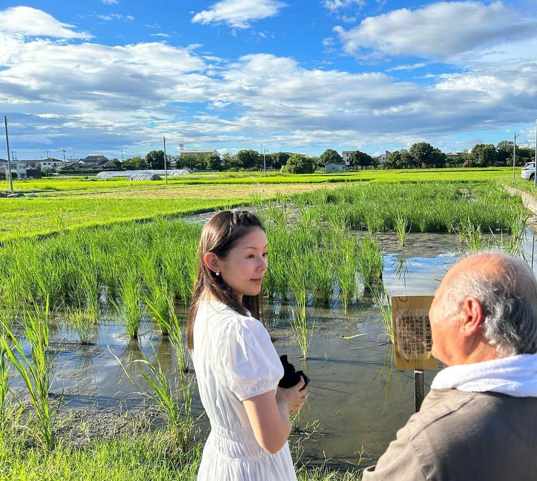 小西真奈美のインスタグラム：「稲作の勉強をさせていただきに奈良県へ。 宮司さんにご案内いただいて、 神社に携わる皆さんで作っていらっしゃる、今はもうほとんど数がない貴重な種類の古代米を、しかも全て手で田植えされた田んぼへ。  昔は神社が田んぼを作ることは一般的なことだったらしく、お田植え祭などの祭事をして、その収穫物を神様にお供物として捧げることが行われていたそうです。  特殊な円を描いて植えられた田んぼ。 そして、手で田植えしたとは思えないくらいに綺麗にびっしりと稲が成長した田んぼ。  子供の頃は祖父母の田畑へ、よく手伝いに行っていましたが、大人になってちゃんと成長を見たり、改良されていないお米の貴重さなどを教えていただく機会は初めてでした。  普段から口にしているお米。 こうして目の当たりにして色々お話を聞かせていただくと、ありがたみがとんでもなく倍増します。  どうか雨風に負けずにすくすくと成長しますように🙏✨ と、祈りを込めてきました。  秋には稲刈りと天日干しにも参加する予定です😊  #奈良 #田んぼ #神社 #稲作 #学び #晴天 #感謝」