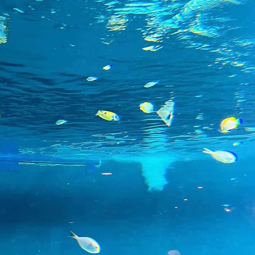 のインスタグラム：「やっぱり水族館すき🩵」