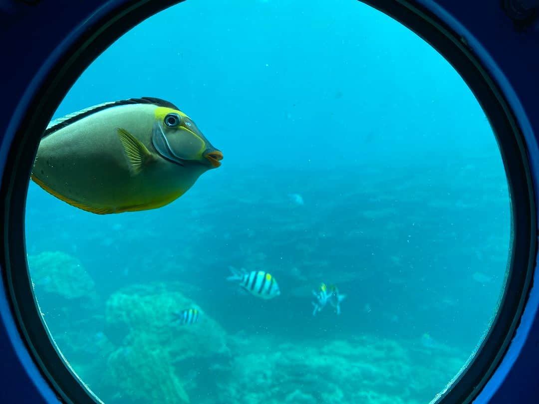 Be.okinawaさんのインスタグラム写真 - (Be.okinawaInstagram)「In Nago City, you can find the only underwater observatory tower on the main island of Okinawa at Busena Marine Park!  Get to witness the crystal-clear water, colorful coral reefs, and tropical fish🐠 at a depth of 5 meters from the observatory tower. Since it's an indoor observatory, you can enjoy and learn about Okinawa's marine creatures even on rainy days☔  #japan #okinawa #visitokinawa #okinawajapan #discoverjapan #japantravel #okinawamarine #okinawamarinepark #underswaterobservatory #okinawaobsevatory」8月25日 20時00分 - visitokinawajapan