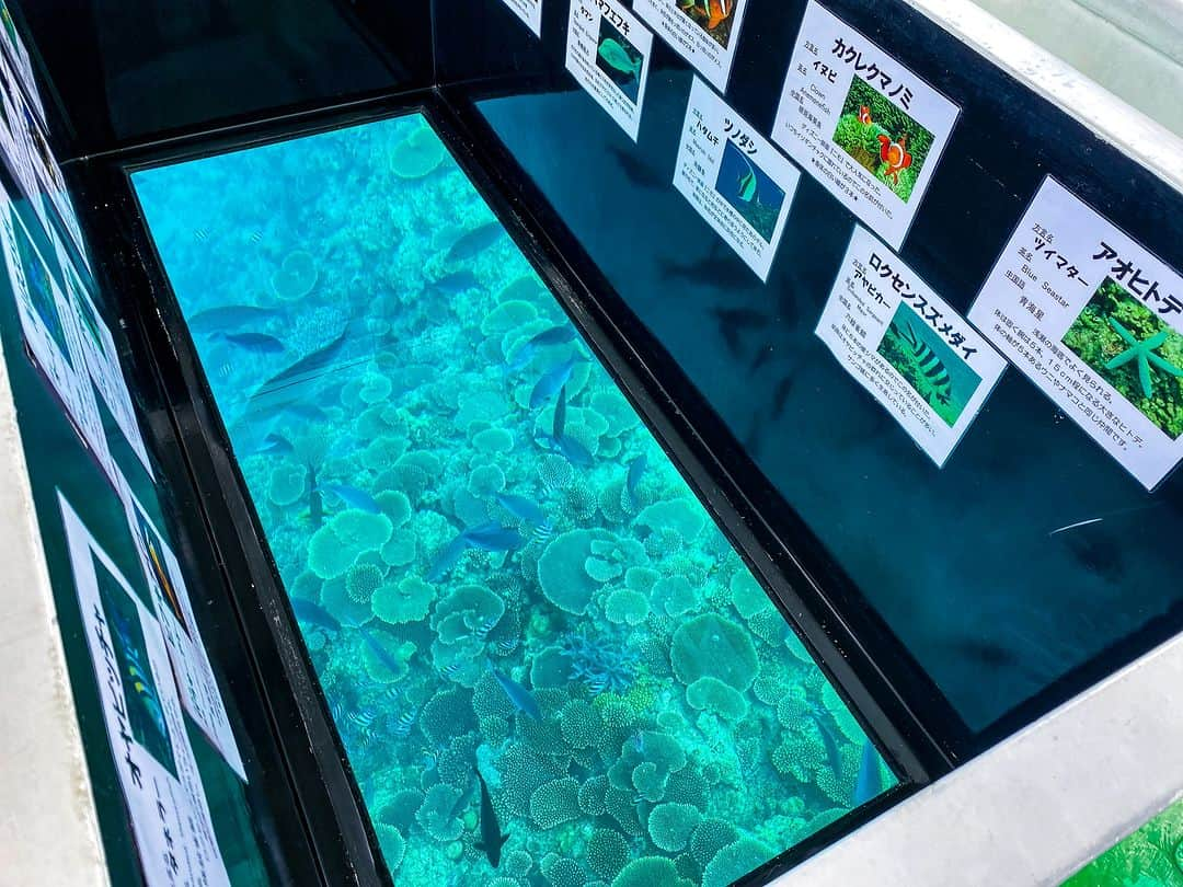 Be.okinawaさんのインスタグラム写真 - (Be.okinawaInstagram)「In Nago City, you can find the only underwater observatory tower on the main island of Okinawa at Busena Marine Park!  Get to witness the crystal-clear water, colorful coral reefs, and tropical fish🐠 at a depth of 5 meters from the observatory tower. Since it's an indoor observatory, you can enjoy and learn about Okinawa's marine creatures even on rainy days☔  #japan #okinawa #visitokinawa #okinawajapan #discoverjapan #japantravel #okinawamarine #okinawamarinepark #underswaterobservatory #okinawaobsevatory」8月25日 20時00分 - visitokinawajapan