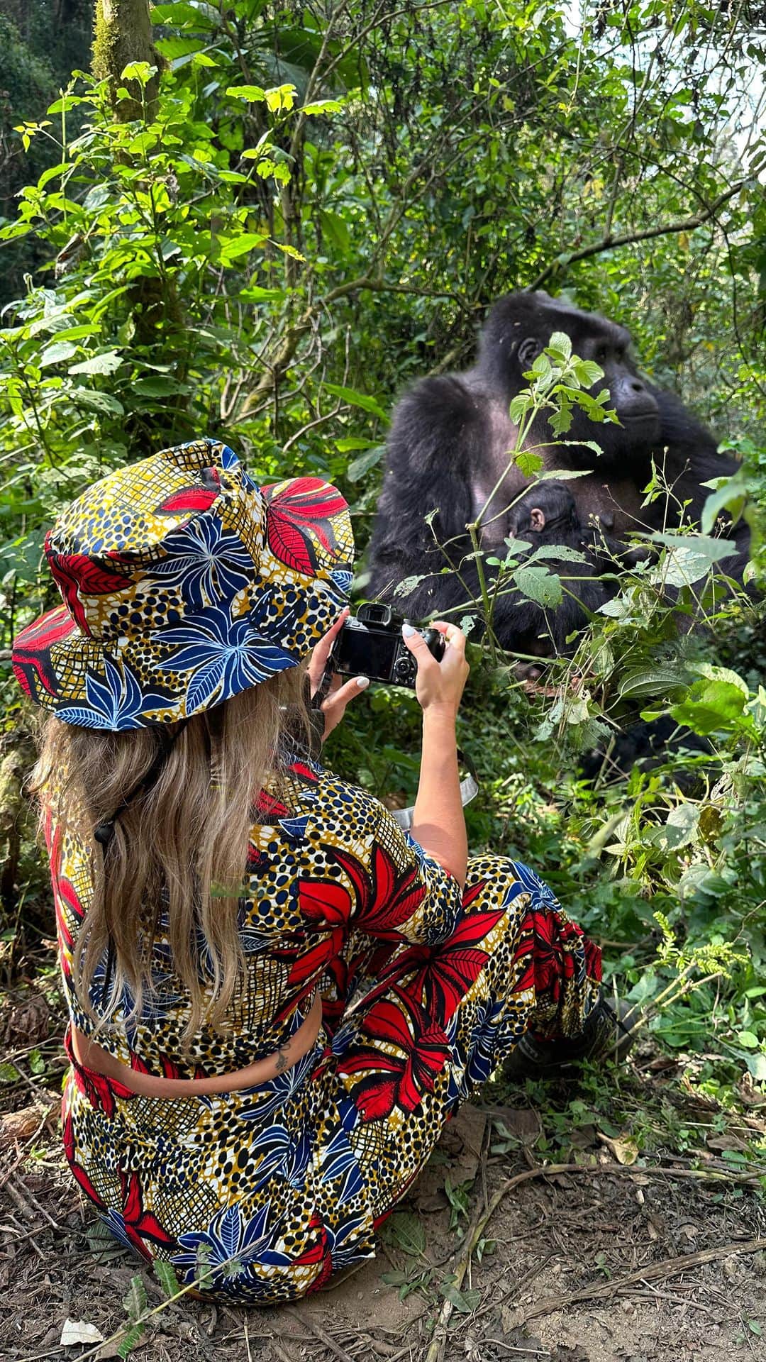 アリサ・ラモスのインスタグラム：「Me: freezes eggs to postpone having babies — goes trekking through an impenetrable forest in Uganda a week later to see gorilla babies instead 🦍😻  This was my 4th gorilla trek and it’s still so incredible each time! Especially since my group was randomly assigned to the Mishaya gorill family, who just had a newborn gorilla! He was about 10 days old when we were there! 😻  Also, this trek was amazing because it was only 4.5 hours total (with one of the hours spent observing the gorillas)…as opposed to last year when I got stuck in the 7 hour trek.. 🫣  Although this video looks serene, the trek through Bwindi Impenetrable Forest is extreme, as there’s no paths and you have to climb up and down mountains that are thick with brush. It’s definitely not for the faint of heart!   And yes, gorillas can be dangerous, but I’ve never heard of any incidents here with guests!  All 28 of us on my group trip saw gorillas! Is one of your dreams to see them?   Next year might be our last year hosting this trip! Keep an eye out if you want to come!  👚 Amazing safari designed by me, tailored by Yimba  #bwindi #bwindiimpenetrableforest #mishaya #newborngorilla #mountaingorilla #gorillas #silverback #uganda #mylifesatravelmovie #womenwhohike #womenwhoexplore #alyssaramos」
