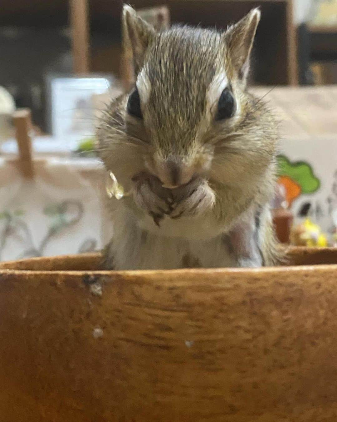 peace_0322のインスタグラム：「#リス#シマリス#ふわもこ部 仕事から帰って急いで部屋んぽ💨 カナリヤシードしか目に入らずハームクーヘンを見せても手で隅っこへ🤣 松の実を見せたら一粒だけ口に入れ、カナリヤシードをツメツメ😅 このブームはいつまで続くのかなぁ🙄」