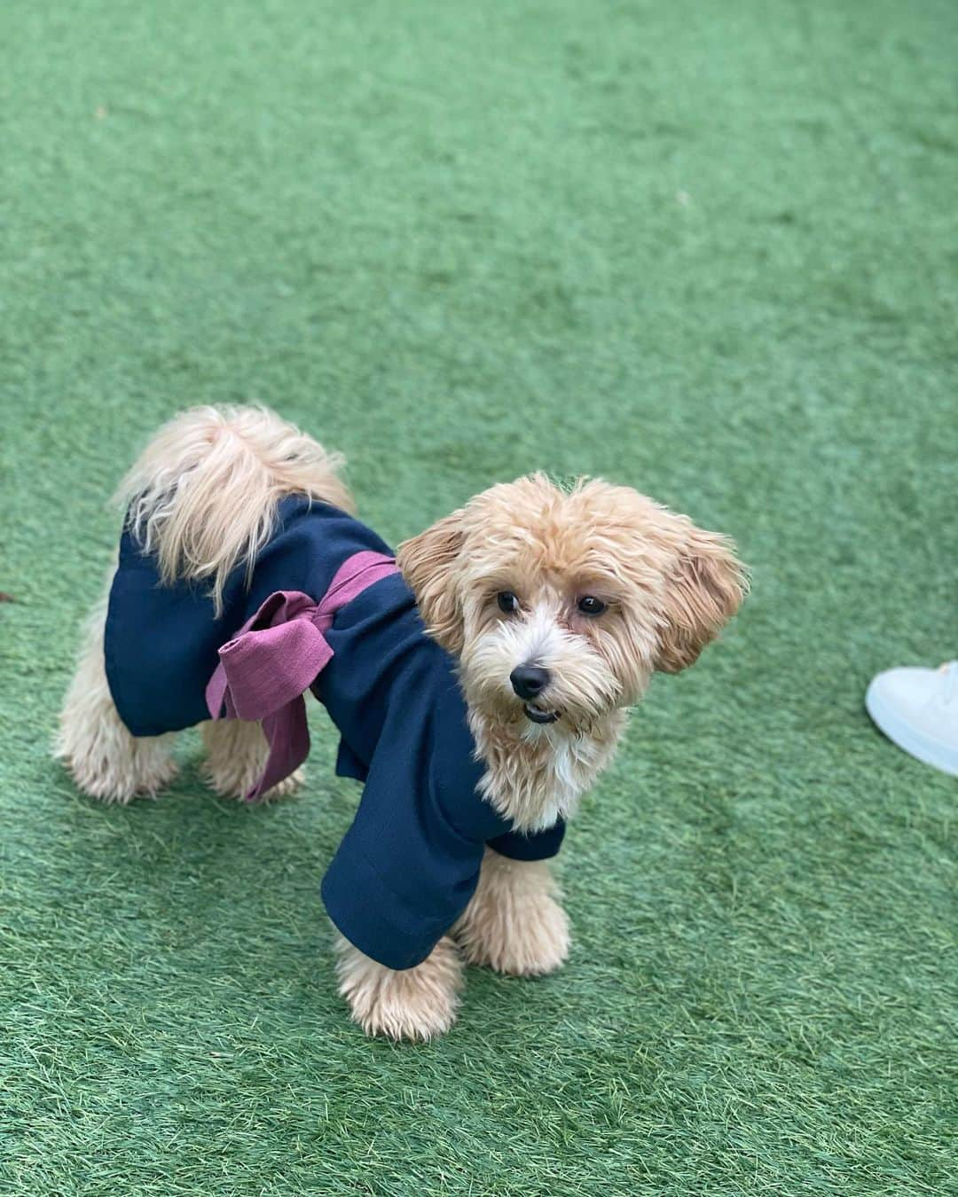 若菜奈央さんのインスタグラム写真 - (若菜奈央Instagram)「ぷうと一緒に旅行❤️‍🔥🐶 旅館にドッグランとワンちゃんと入れる温泉あって良かった(≧∀≦) ぷう、ずっと一緒だよー☀️ 可愛い顔いっぱい見れてママ幸せ😍 ってか、運動と料理と犬しか普段してない😂w . . . .」8月25日 20時07分 - erina_new.62