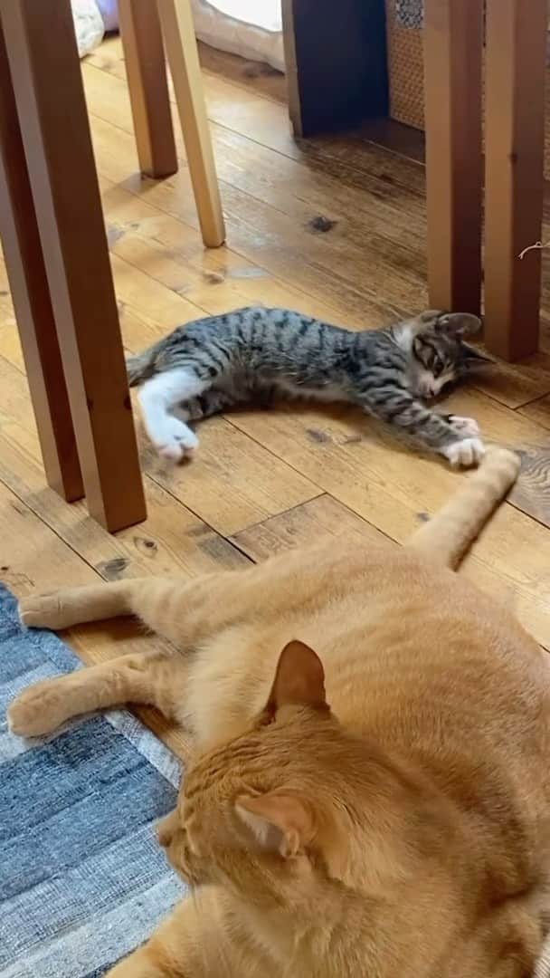 天才！志村どうぶつ園のインスタグラム：「新しい家族を待つ、沢山のカワイイ保護猫たち。  「保護猫」という存在を少しでも知ってもらえるよう、これからも発信していきます☺️  #保護猫 #鎌倉ねこの間 #保護猫カフェ #保護猫を家族に」
