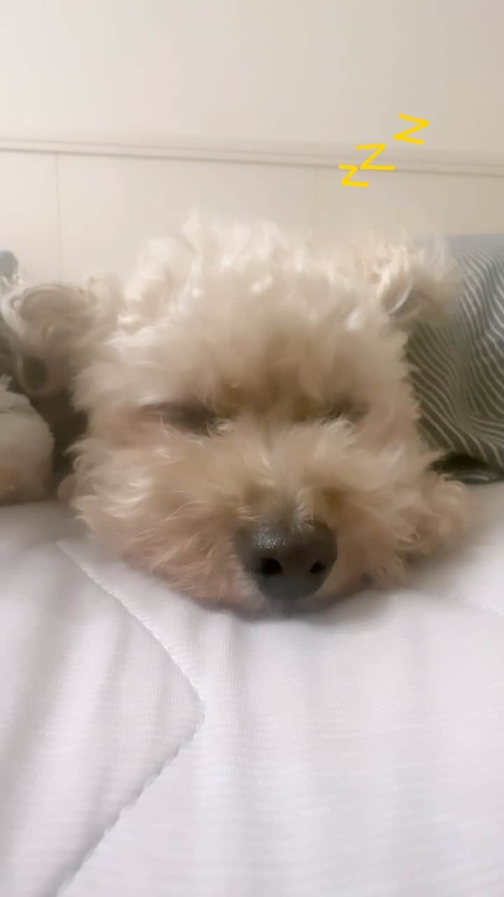 チャチャ丸のインスタグラム：「寝落ちするまでの様子・・  #トイプードル #ペット #いぬ #toypoodle」