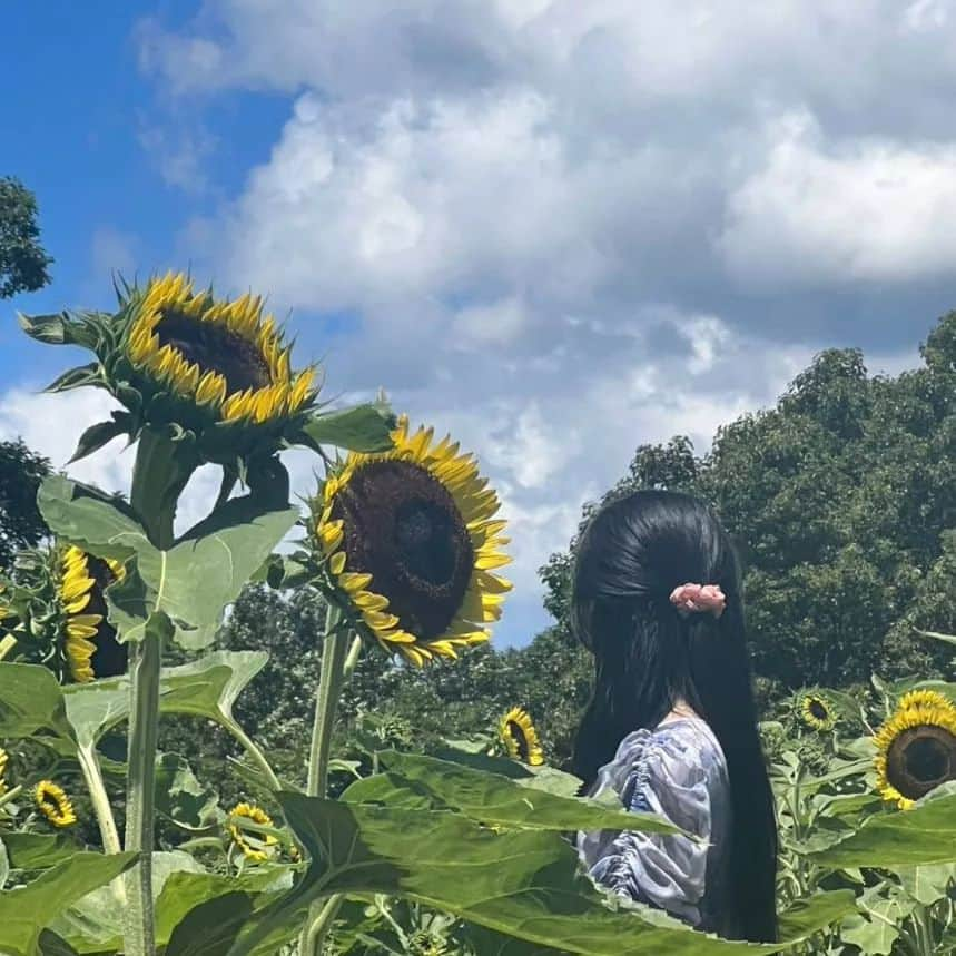 なつ葵のインスタグラム：「夏の日☀️  #ひまわり畑」