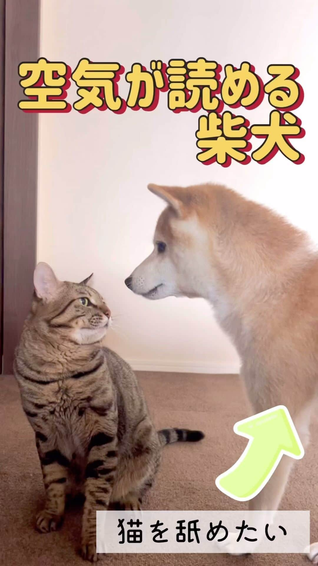 ゆうとろ（柴犬ゆうと猫のとろ）のインスタグラム