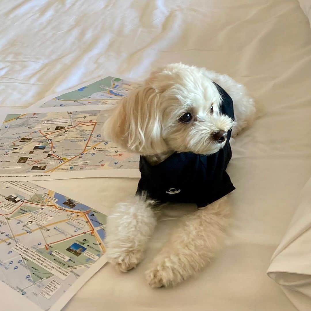 ザ・キャピトルホテル 東急 公式さんのインスタグラム写真 - (ザ・キャピトルホテル 東急 公式Instagram)「「ドッグフレンドリー宿泊プラン」では、ホテル周辺のお散歩マップをご用意しております。お出かけや送迎が必要な際は、愛犬と一緒に乗車できるハイヤーの手配も可能。さらに客室にはドッグアメニティや、オプションのわんちゃん用ルームサービスメニューも揃え、都内でゆっくりとわんちゃんとの旅行をお楽しみいただけます。 #キャピトルドッグフレンド #CapitolPuppyPal のみなさまのご来館お待ちしております。  詳細はプロフィール @thecapitolhoteltokyu のリンクからご確認ください __________  素敵なお写真ありがとうございます！ @fig_maltipoo  __________  #愛犬とお出かけ #愛犬 #愛犬との暮らし #愛犬と旅行 #ホテルステイ #国内旅行 #ドッグフレンドリー #愛犬と一緒 #ドッグウェア #dogfriendly #dogstay #dogfriendlyhotel #travelwithdog #travelingwithdogs #ThePreferredLife」8月25日 20時55分 - thecapitolhoteltokyu