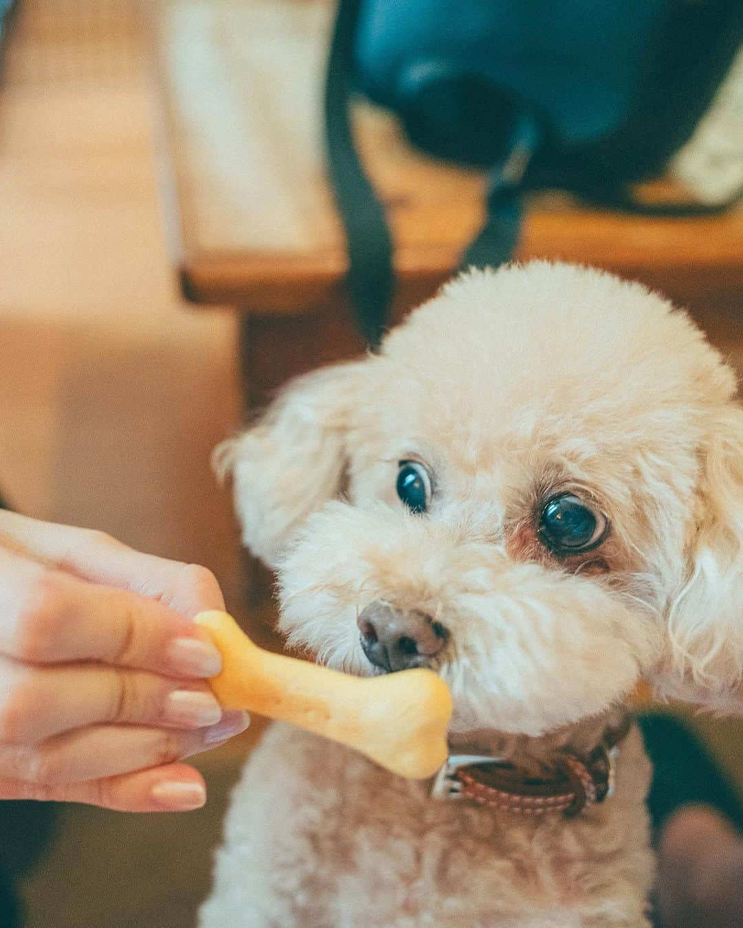 mikicoco00さんのインスタグラム写真 - (mikicoco00Instagram)「・ 愛犬と過ごすリゾート島 i+Landnagasaki🌴  お部屋で一緒にBBQができたり🥓 バルコニーから直結しているドッグランで遊べたり わんちゃん用のご飯やバスローブまで🐾　 とっても充実してました🐶🐶🦴  島全体がリゾートになっていて アクティビティやSPA、温泉など沢山あるので 一日中楽しめましたよっ🧖‍♀️♨︎  最後はとっさに出たポーズ🤗わーい🙌笑  #GOWITHわんこ#あんめるさん  #リゾートホテル #九州旅#長崎#伊王島 #islandnagasaki #アイランドナガサキ #わんこと泊まれる宿#searoomlynn#sony」8月25日 20時58分 - mikicoco00