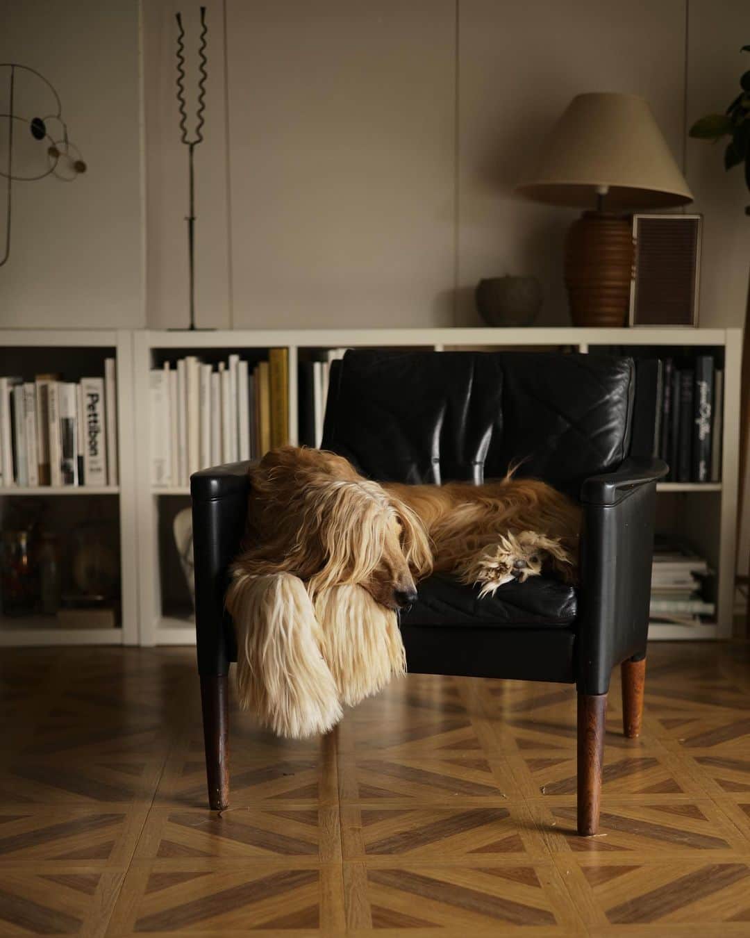 大田由香梨のインスタグラム：「我が家の天使 🕊  #lazydog #afghanhound」