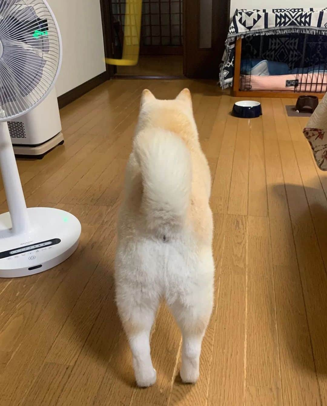 柴スナップさんのインスタグラム写真 - (柴スナップInstagram)「perfect back view @masaaki_tomato  #白柴 #ぬいぐるみ」8月25日 21時03分 - shiba_snap