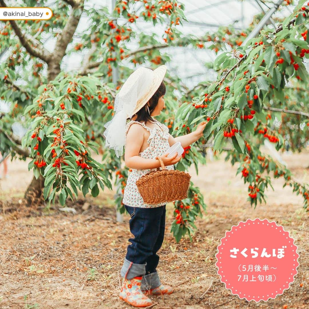 otowa (フォトワ)さんのインスタグラム写真 - (otowa (フォトワ)Instagram)「【コメント欄に狩りたい果物🍑🍓🍇🍊🍎を教えて下さい♪】 ・ 行楽シーズン、人気のあるアクティビティでもある フルーツ狩り🍑 ・ フルーツ狩りも映えな写真がたくさん撮れるおすすめスポットです♪ たくさんのフルーツに囲まれたり、 お子さまが小さな口で果物をほおばる姿もとってもかわいいですよね💖 ・ 今日はそんなフルーツ狩りの素敵なお写真を集めました！ ・ 構図の参考やこれからのお出かけの参考にもなると嬉しいです✨ ・ 🍇フルーツのシーズン🍇 ￣￣￣￣￣￣￣￣￣￣￣￣￣￣￣￣￣￣￣￣￣￣ 🍒さくらんぼ狩り　5月後半～7月上旬頃 🎂ラズベリー狩り　6～7月上旬頃 🍀ブルーベリー狩り　6月～8月頃 🍇ぶどう・マスカット狩り　6月～10月頃 🍑桃狩り　6月後半～8月頃 🍐梨狩り　8月上旬～10月頃 ￣￣￣￣￣￣￣￣￣￣￣￣￣￣￣￣￣￣￣￣￣￣ 素敵な投稿をリポストさせていただき、ありがとうございました✨⁠  @s.3102.g @akinai_baby @mama_of_lkk @m.a_r.t66 @no_right_no_life @413memories haru__yuno @m_and_m.s_camp @a__home826 @n_ami73sat_o @aya_02_11_ @nene__gram_ @baby_emmadiary ___saaakura  ---------------------------------------------------  「fotowa」はお子さまやご家族の記念写真を全国どこでも出張で撮影するサービスです🌟   公式Instagramアカウントでは、子ども・家族撮影に関する様々なお役立ち情報を 発信しています！ みなさまが撮影したお子さまのお気に入りのお写真は 「 #子育てグラマー 」をつけて投稿してくださいね📷   ご質問・お問い合わせはfotowa公式サイトからお願いします ✍🏻  ---------------------------------------------------  #fotowa #フォトワ #出張撮影 #果物狩り #フルーツ狩り #桃狩り #ぶどう狩り #梨狩り #ブルーベリー狩り #お出かけ写真 #デビューおめでとう #家族写真 #ベビスタグラム #ママスタグラム #パパスタグラム #さくらんぼ狩り #ベビーフルーツ #フルーツベビー #アクティビティ #家族でお出かけ #お出かけスポット #かわいい赤ちゃん #季節を楽しむ #季節のフルーツ #女の子ベビー #男の子ベビー #赤ちゃんのいる暮らし #子供のいる暮らし」8月25日 21時06分 - fotowa.jp