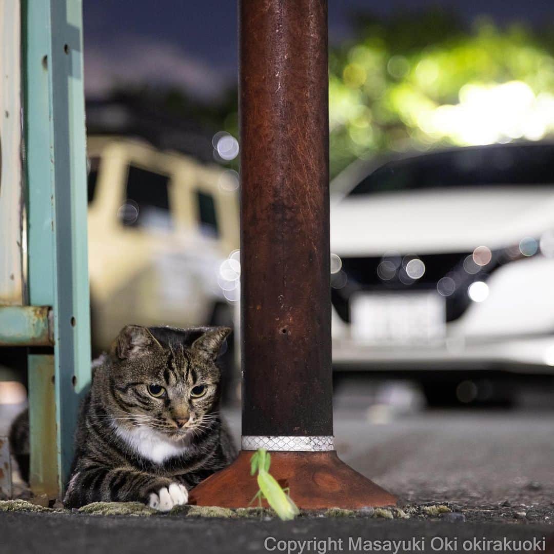 Masayukiのインスタグラム：「睨み合い。  #cat #ねこ #猫 #東京カメラ部 #nekoclub  #yourshotphotographer  #my_eos_photo #夜にゃん」