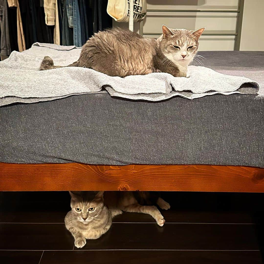 モアレ & クリエさんのインスタグラム写真 - (モアレ & クリエInstagram)「上下のモアクリ  #モアクリ #moacrie #ねこ #猫 #cat #catsagram #ねこすたぐらむ #にゃんすたぐらむ #猫のいる暮らし #ねこのいる生活」8月25日 21時16分 - moacrie