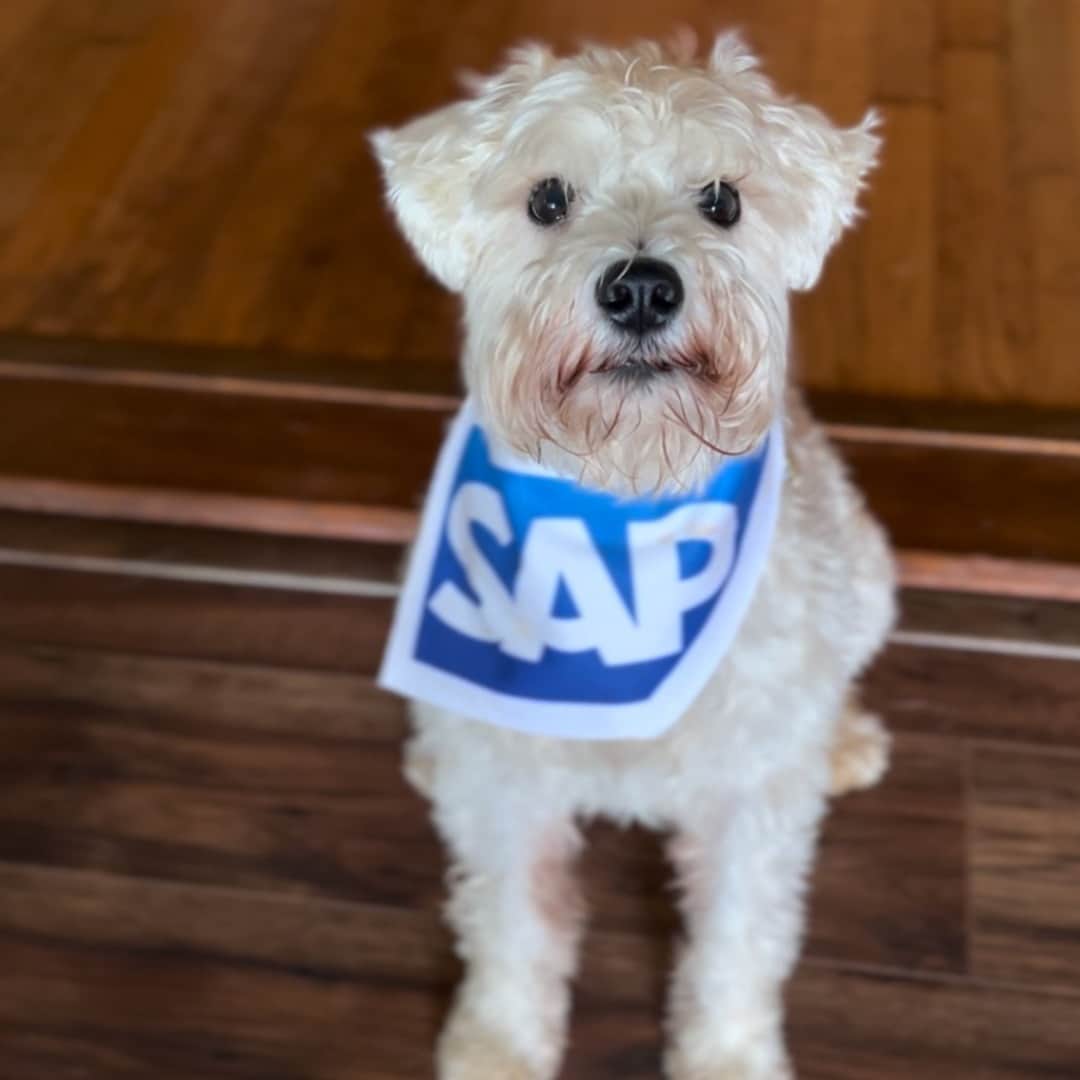 SAPさんのインスタグラム写真 - (SAPInstagram)「Were paw-sitive it’ll put a smile on your face. 😊🐶  Tomorrow is #InternationalDogDay and we wanted to share a few of our favorite honorary coworkers.   If your dog had a job, what would it be?」8月25日 21時17分 - sap