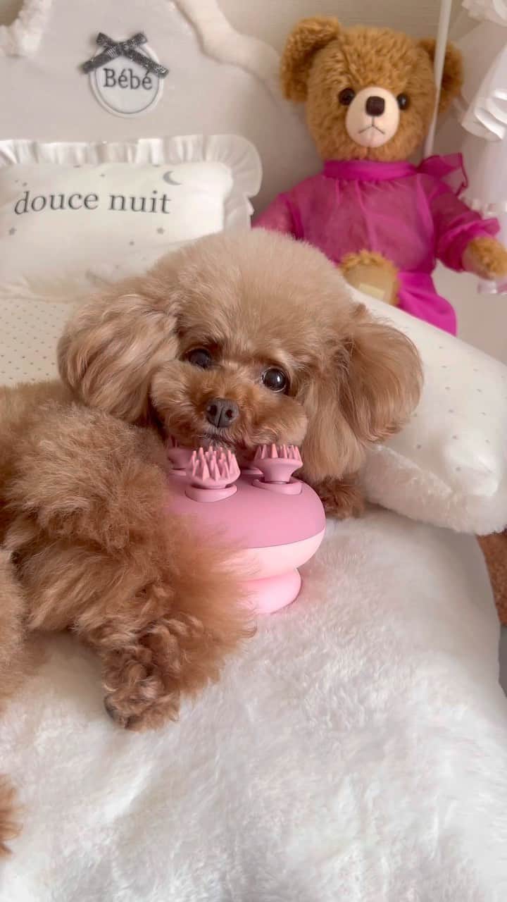 ショコラ❤︎あずき❤︎パンナのインスタグラム：「ここが気持ちいいのよ〜😂  #トイプードル #プードル #犬のいる暮らし #toypoodle #poodle #dog #instadog #cutedog #あずしょこぱん #パンナ #dogstagram」