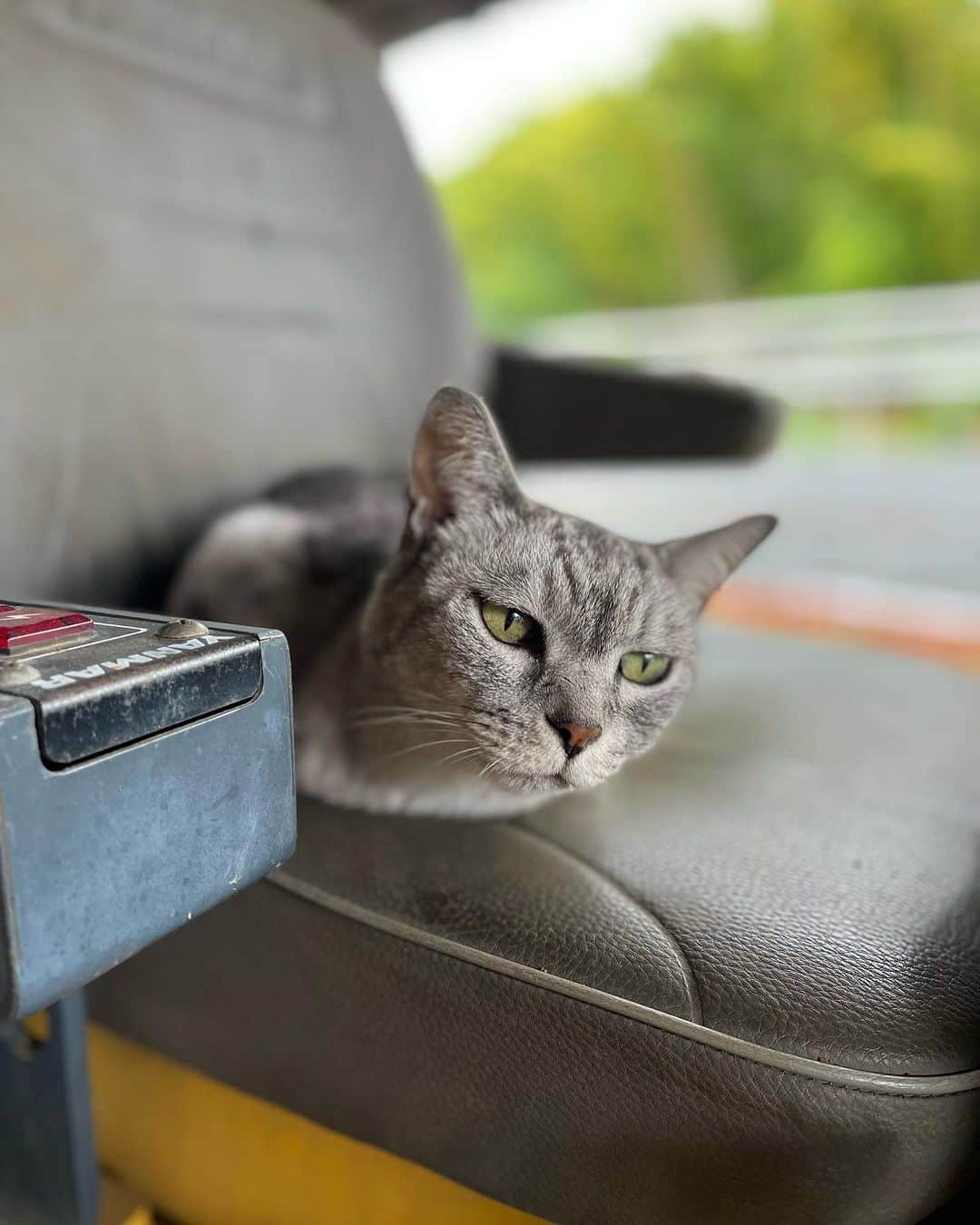 和田安佳莉のインスタグラム：「会いたかった🐈‍⬛  #夏の思い出 #山梨 #ピザ釜 #🐈‍⬛」